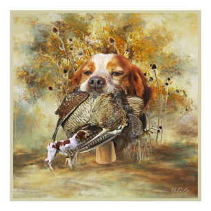 Woodcock hunting with Brittany Spaniel    Photo Print