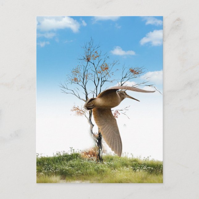 Woodcock  postcard (Front)