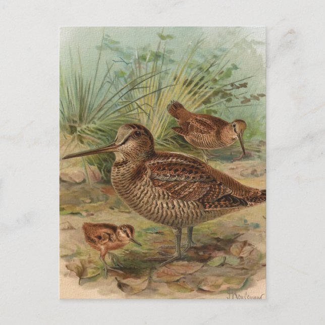 "Woodcock" Vintage Bird Illustration Postcard (Front)