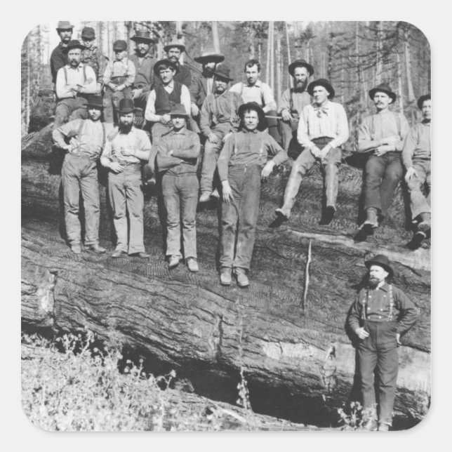 Woodcutters in California, 1891 Square Sticker (Front)