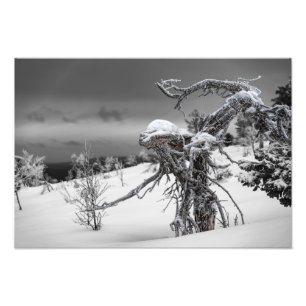 Wooden alien in winter setting in the Finnish Lapl Photo Print