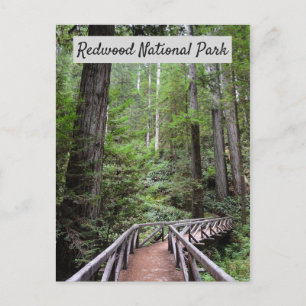 Wooden Bridge and Sequoias   Redwood National Park Postcard
