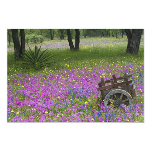 Wooden Cart in field of Phlox, Blue Bonnets Photo Print (Front)