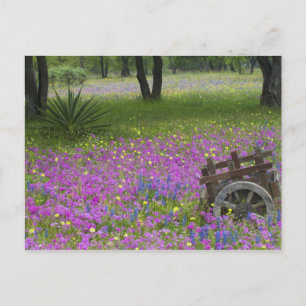Wooden Cart in field of Phlox, Blue Bonnets Postcard