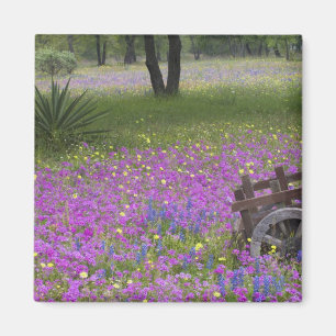 Wooden Cart in field of Phlox, Blue Bonnets with Magnet