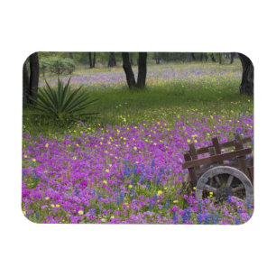Wooden Cart in field of Phlox, Blue Bonnets with Magnet