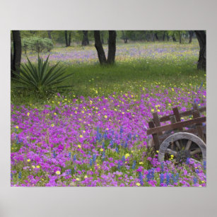 Wooden Cart in field of Phlox, Blue Bonnets with Poster