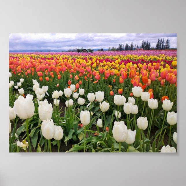 Wooden Shoe Tulip Farm Poster (Front)