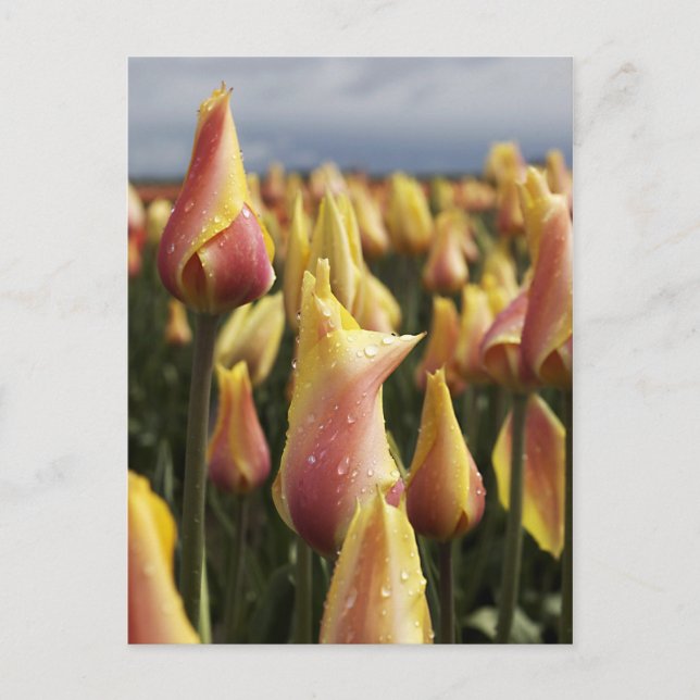Wooden Shoe Tulip Farm Vertical Postcard (Front)