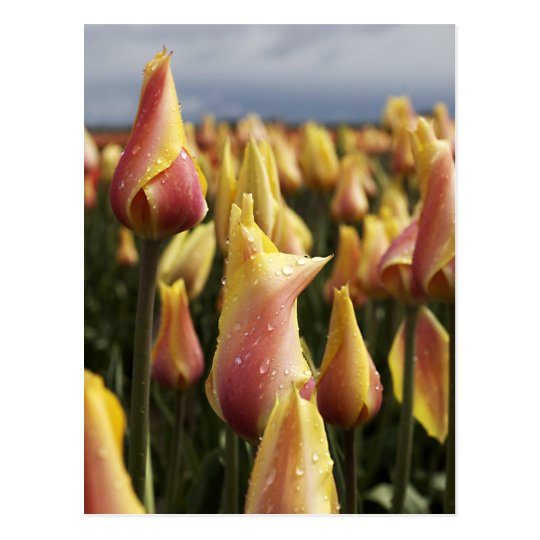Wooden Shoe Tulip Farm Vertical Postcard