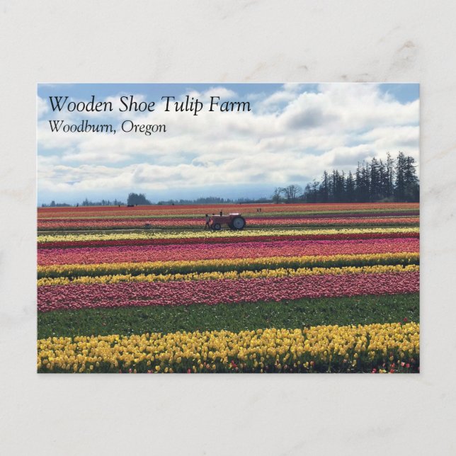Wooden Shoe Tulip Farm, Woodburn, Oregon Postcard (Front)