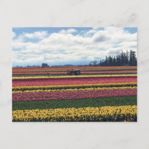Wooden Shoe Tulip Farm, Woodburn, Oregon Postcard