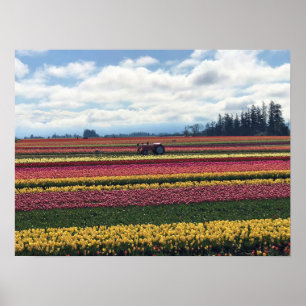 Wooden Shoe Tulip Farm, Woodburn, Oregon Poster