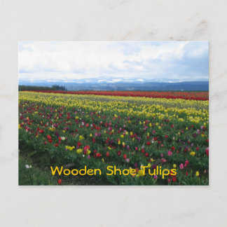 Wooden Shoe Tulips Postcard