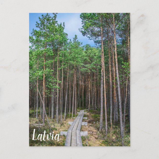 Wooden trail in pine forest postcard (Front)