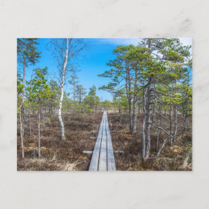 Wooden trail over swamp postcard