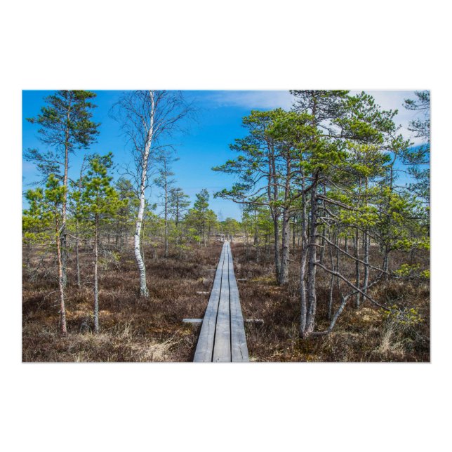 Wooden trail over swamp poster (Front)
