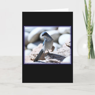Woodhouse's Scrub-Jay modelling for the camera. Card