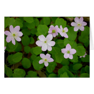 Woodland Anemones