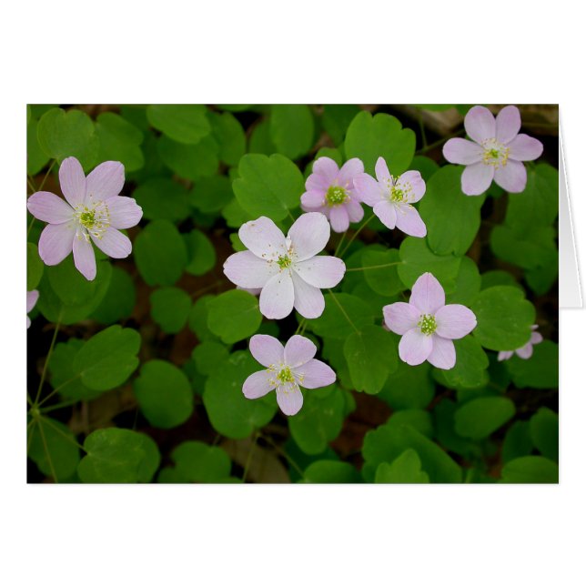 Woodland Anemones (Front Horizontal)