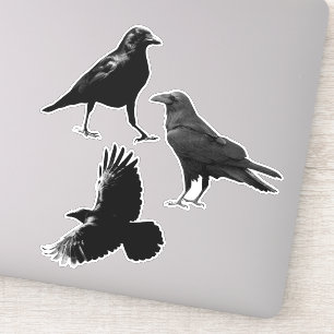 Woodland Animal 3 Black Raven Birds Flying Crows