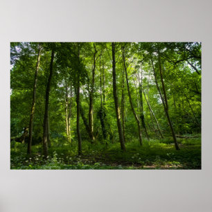 Woodland. Blackweir Woods, Bute Park, Cardiff Poster