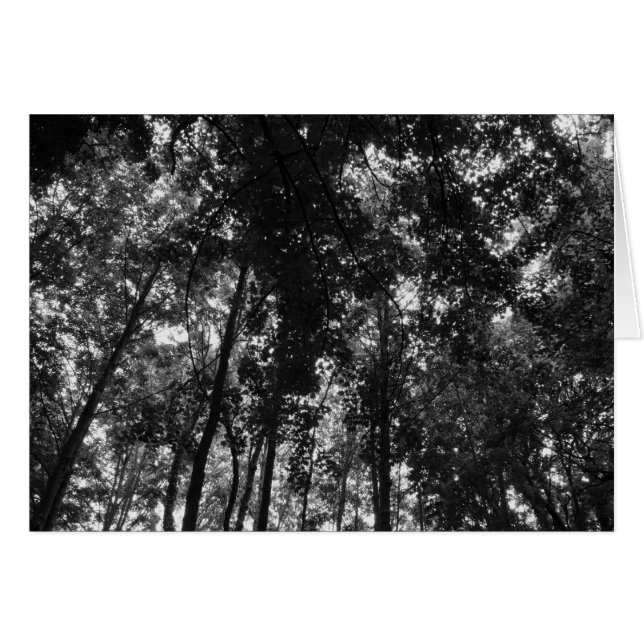 Woodland Canopy 01 BW (Front Horizontal)