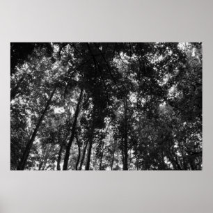 Woodland Canopy 01 BW Poster
