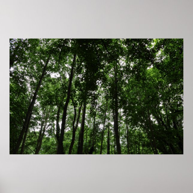 Woodland Canopy 02 Poster (Front)
