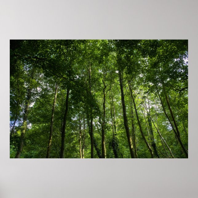 Woodland Canopy. Blackweir Woods, Bute Park Poster (Front)