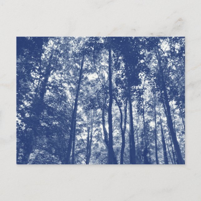 Woodland Canopy - Cyanotype Effect Postcard (Front)