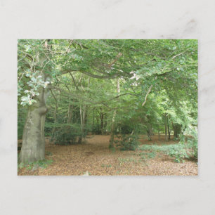 Woodland Clearing Postcard