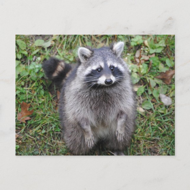 Woodland Cute Racoon Photography Postcard (Front)