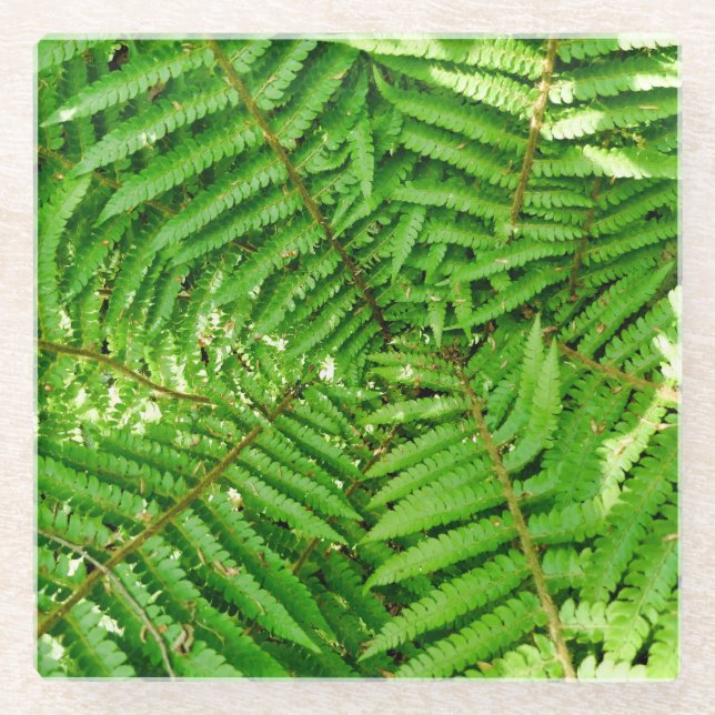 Woodland Ferns Glass Coaster (Front)