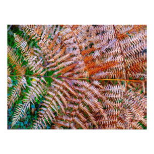 Woodland Ferns Photo Print