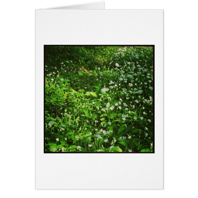 Woodland Floor (Front)