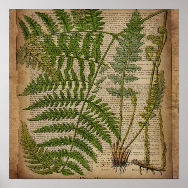 woodland foliage french botanical print fern (Front)