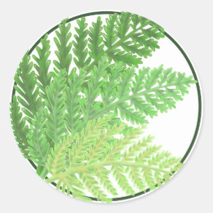Woodland forest green ferns forest ferns classic round sticker
