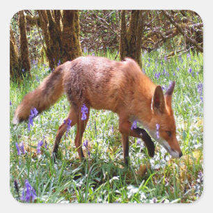 Woodland Fox in Bluebells – Wild Nature Animal Square Sticker