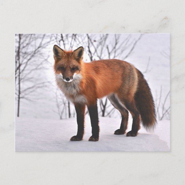 woodland fox postcard (Front)