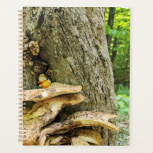 Woodland Gnome in Mushroom Tree House 