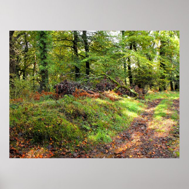 Woodland in October Poster (Front)