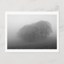 Woodland in the Mist: Cheshire, England