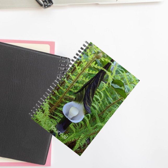 Woodland Jack-in-the-Pulpit Plant Notebook (In Situ)