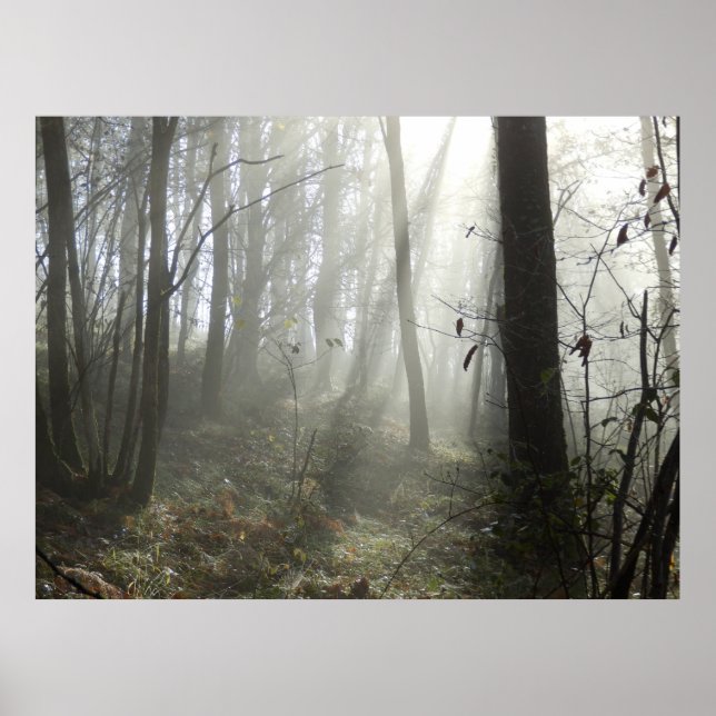 Woodland Morning Mist Poster (Front)