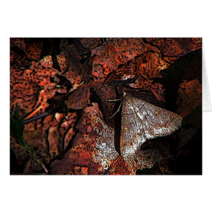 Woodland Moth