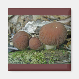 Woodland Mushrooms Coordinating Items Magnet