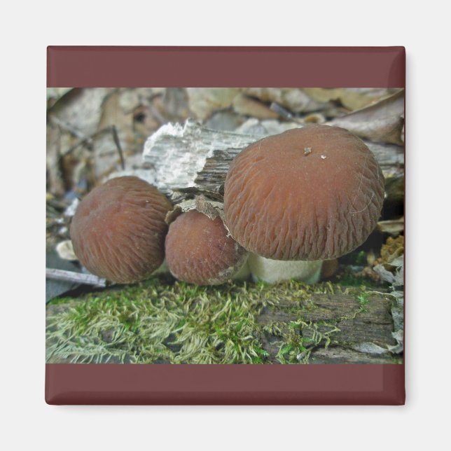 Woodland Mushrooms Coordinating Items Magnet (Front)