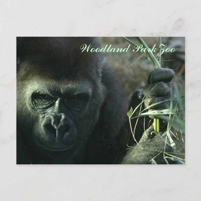 Woodland Park Zoo Gorilla Postcard (Front)