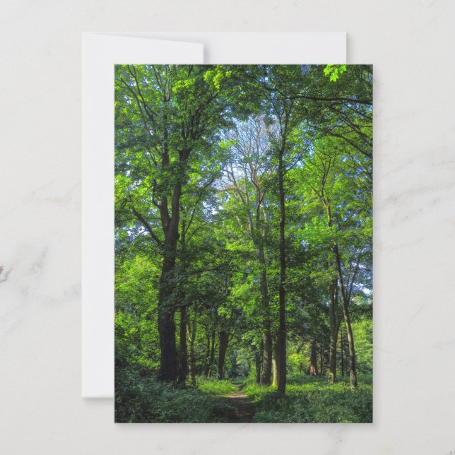 Woodland Path. Blackweir Woods, Cardiff, Wales. Card (Front)